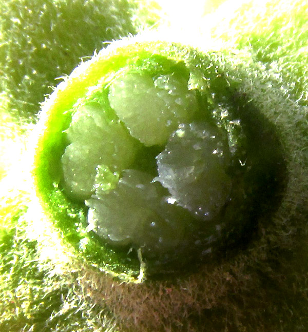 Coulter's Mock Orange, PHILADELPHUS COULTERI, dissected ovary showing four locules, each with many ovules