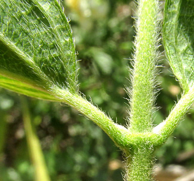 Coulter's Mock Orange, PHILADELPHUS COULTERI, hairs on stem, petioles and blade undersides