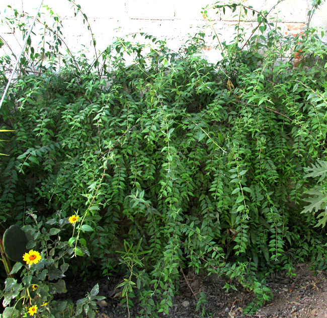 Coulter's Mock Orange, PHILADELPHUS COULTERI, large plant growing along wall