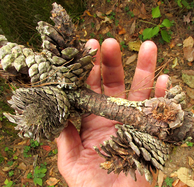 Mexican Weeping Pine, PINUS PATULA, cones