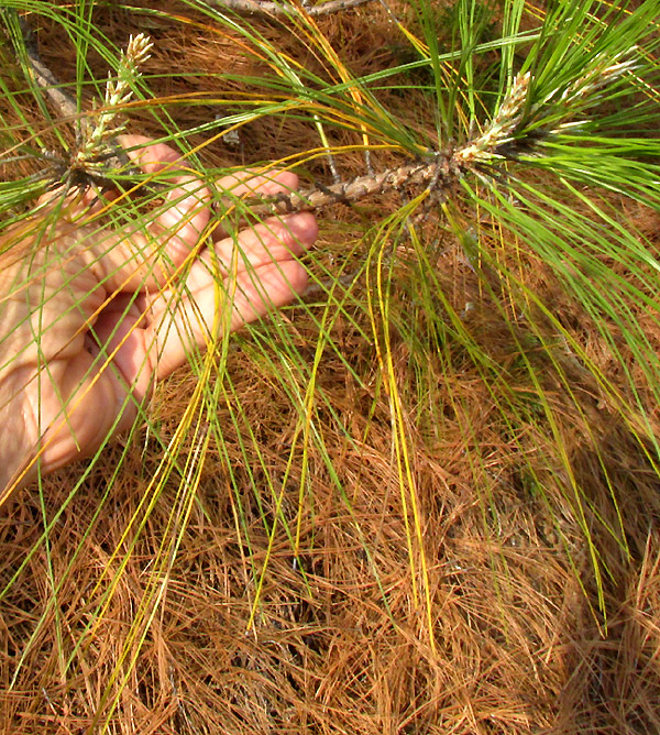 Smooth-bark Mexican Pine, PINUS PSEUDOSTROBUS, branch with long needles