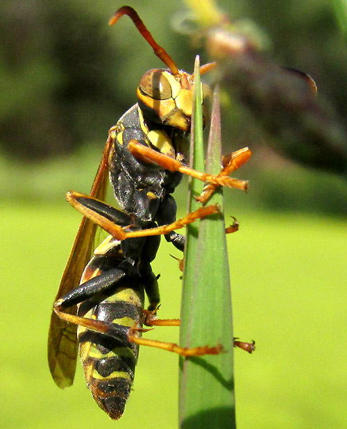 Hunter's Little Paper Wasp, POLISTES DORSALIS