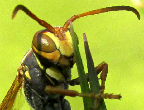 Hunter's Little Paper Wasp, POLISTES DORSALIS, head and pronotum