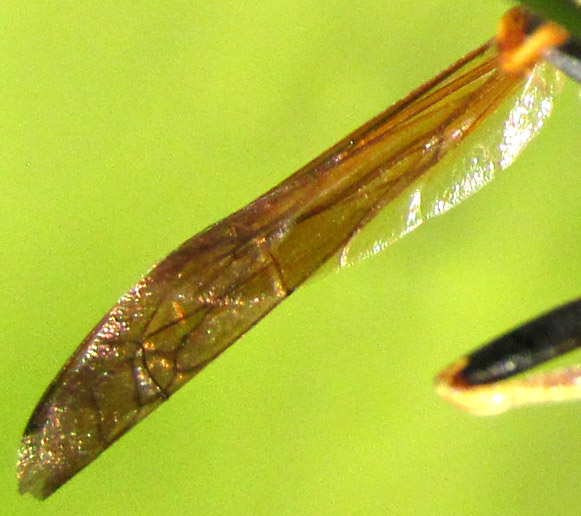 Hunter's Little Paper Wasp, POLISTES DORSALIS, wing venation