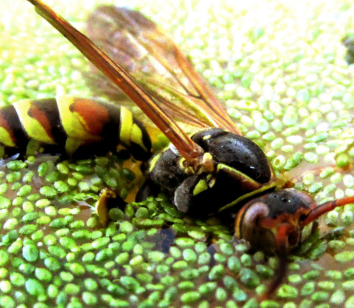 Hunter's Little Paper Wasp, POLISTES DORSALIS, head and pronotum