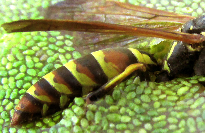 Hunter's Little Paper Wasp, POLISTES DORSALIS, abdomen close-up from side