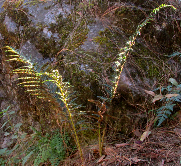 POLYSTICHUM HARTWEGII, habitat