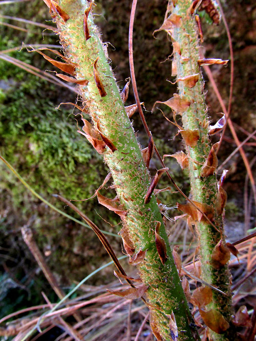 POLYSTICHUM HARTWEGII, scaly stipe