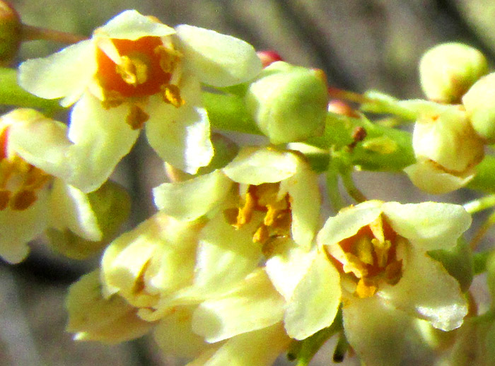 PSEUDOSMODINGIUM ANDRIEUXII, flowers from above