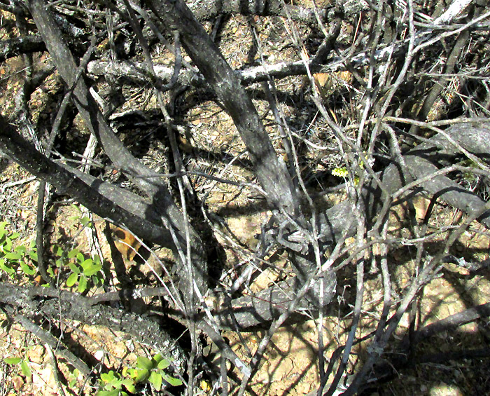 PSEUDOSMODINGIUM ANDRIEUXII, much branched shrub base