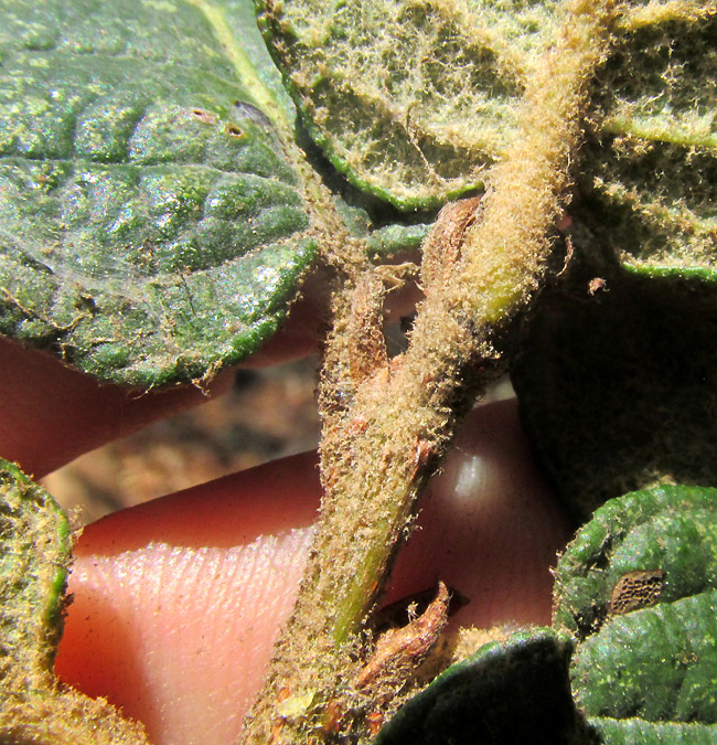 QUERCUS LAETA, close-up of hairs on stem and leaves, blade base, petiole