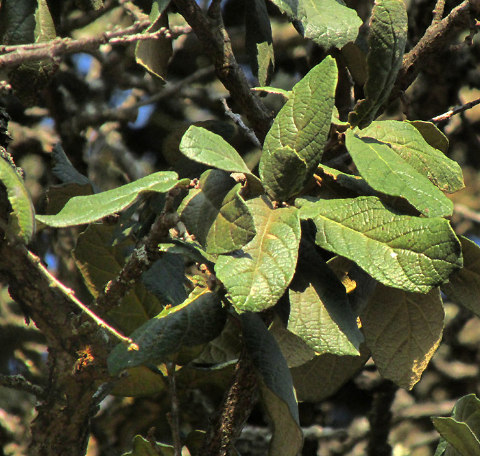 QUERCUS LAETA, leaves