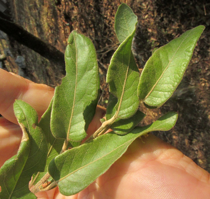 QUERCUS X DYSOPHYLLA, leaves