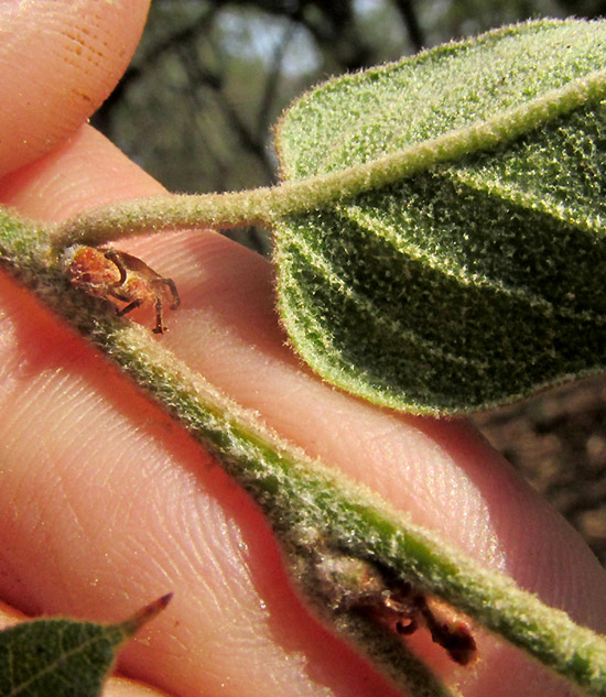 QUERCUS X DYSOPHYLLA, hairy leaf undersurface and buds with newly emerged styles