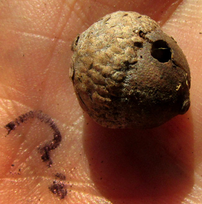 QUERCUS X DYSOPHYLLA, hairs on leaf undersurface