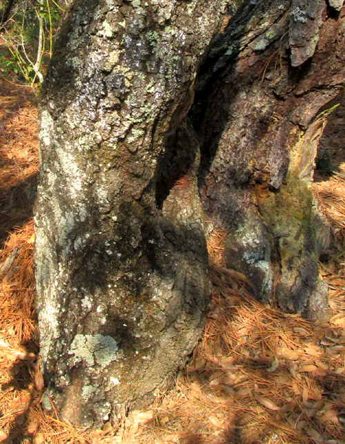 QUERCUS X DYSOPHYLLA, bark