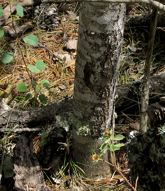 Quaking Aspen, POPULUS TREMULOIDES, trunk