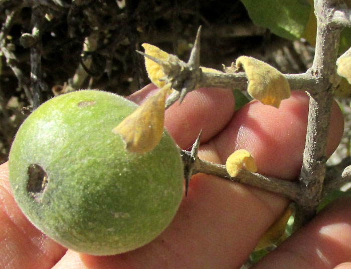 RANDIA THURBERI, hairy fruit