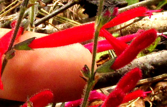 Pineapple Sage, SALVIA ELEGANS, plant flower with finger for scale
