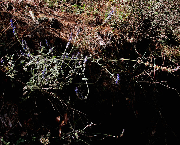 SALVIA HELIANTHEMIFOLIA, flowering in habitat