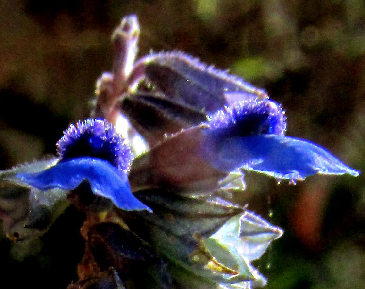 SALVIA HELIANTHEMIFOLIA, flowers