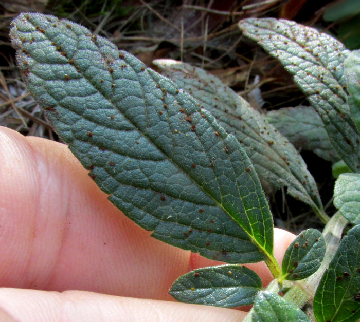 SALVIA HELIANTHEMIFOLIA, leaf from above