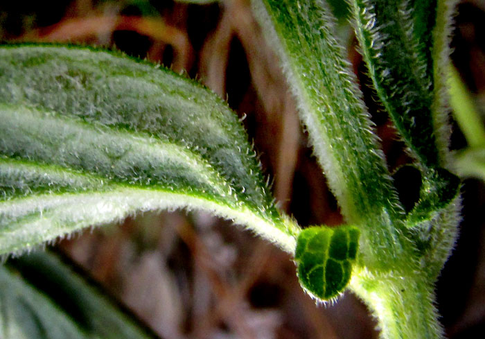 SALVIA HELIANTHEMIFOLIA, leaf hairy undersurface