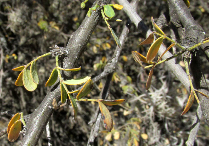 Canyon Senna, SENNA WISLIZENI, remaining leaves