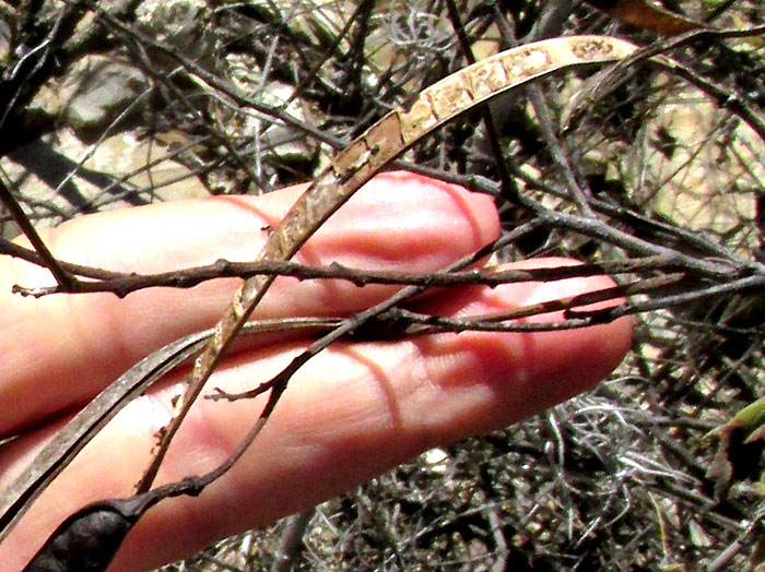 Canyon Senna, SENNA WISLIZENI, open legume showing seed compartments