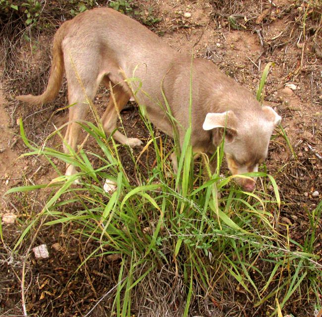 Grisebach's Bristlegrass, SETARIA GRISEBACHII, in habitat