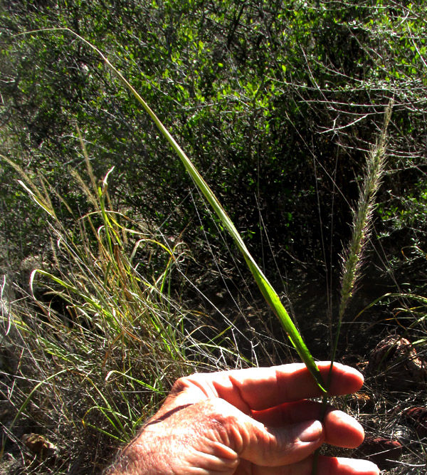 Grisebach's Bristlegrass, SETARIA GRISEBACHII, inflorescence