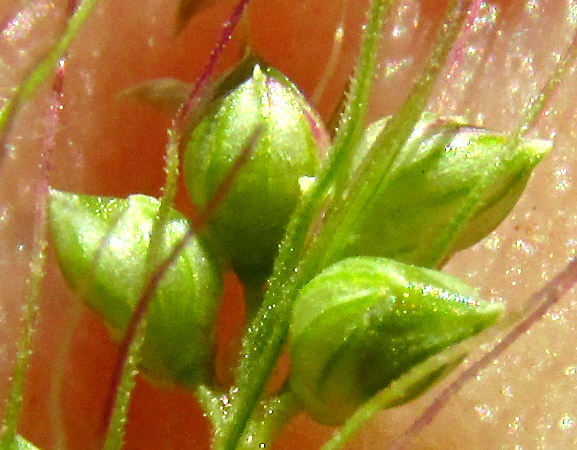 Grisebach's Bristlegrass, SETARIA GRISEBACHII, close-up of cluster of spikelets