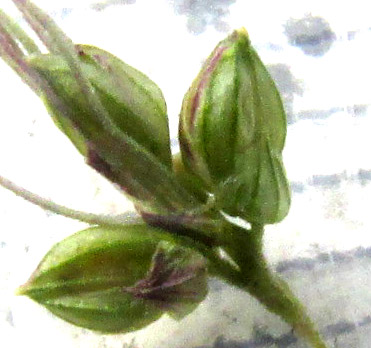 Grisebach's Bristlegrass, SETARIA GRISEBACHII, spikelets with ruler in millimeters