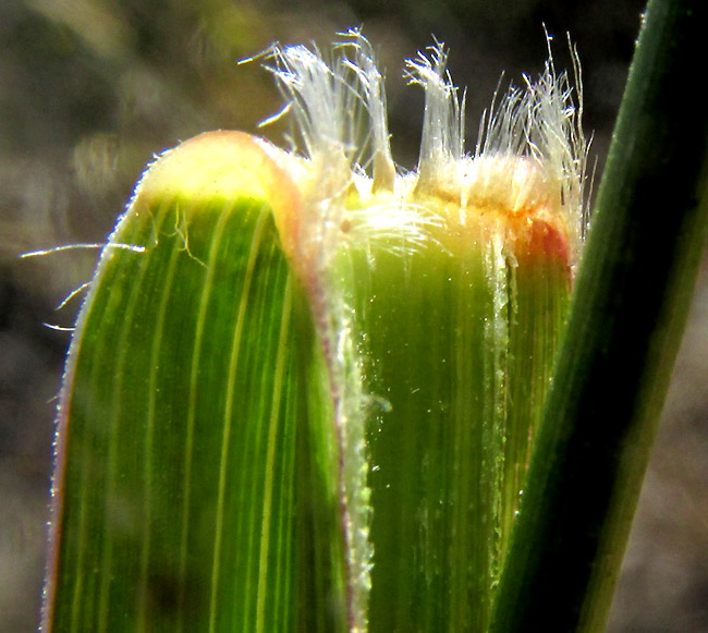 Grisebach's Bristlegrass, SETARIA GRISEBACHII, ciliate ligule