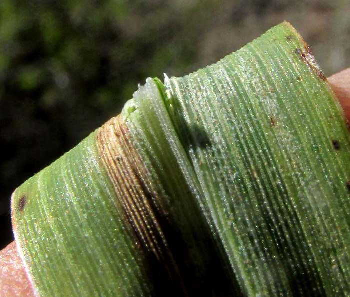 Grisebach's Bristlegrass, SETARIA GRISEBACHII, silica bodies on blades