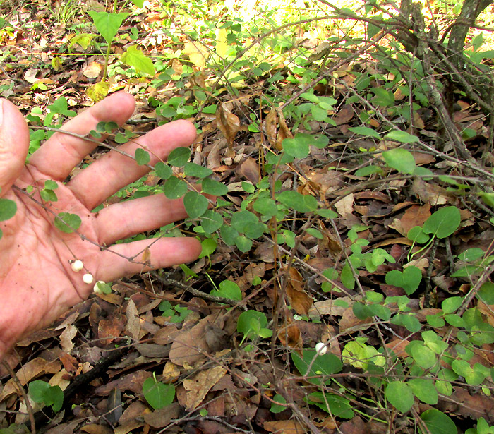 Snowberry, SYMPHORICARPOS MICROPHYLLUS, shrub in habitat