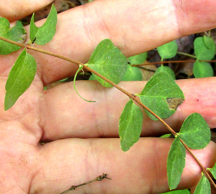 Snowberry, SYMPHORICARPOS MICROPHYLLUS, leaves on stem