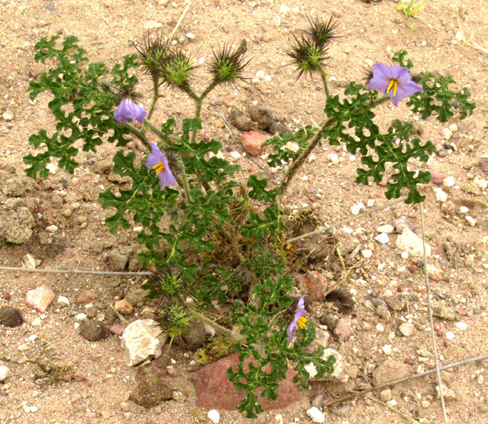 Melonleaf Nightshade, SOLANUM HETERODOXUM, in habitat