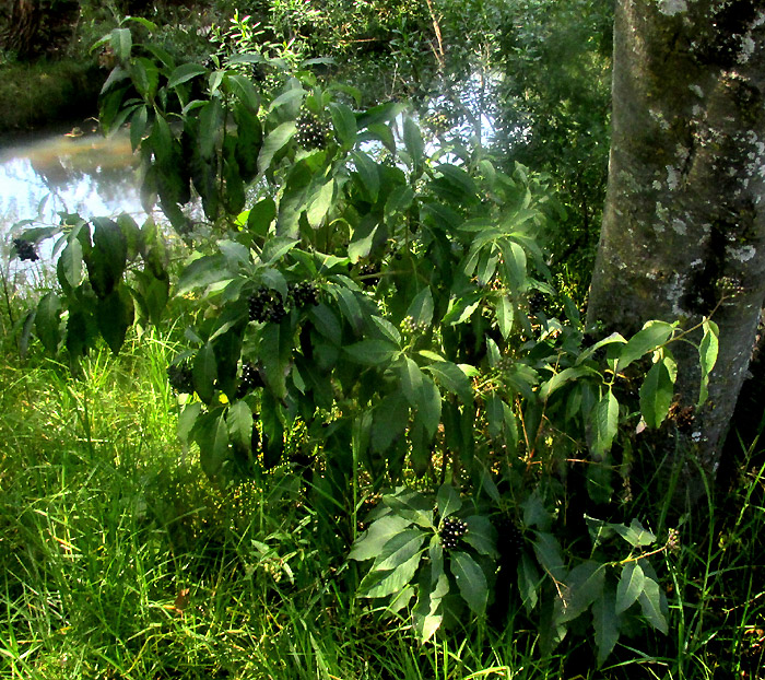 SOLANUM ALIGERUM and/or SOLANUM PUBIGERUM, in habitat