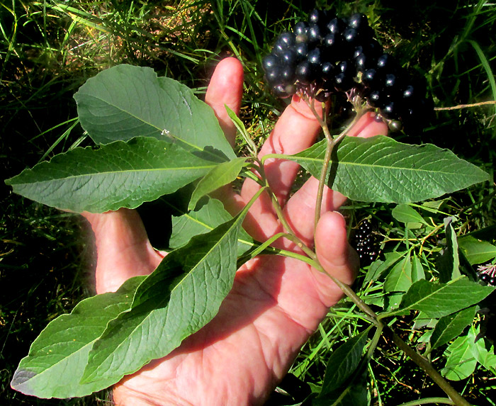 SOLANUM ALIGERUM and/or SOLANUM PUBIGERUM, fruiting panicle on long peduncle