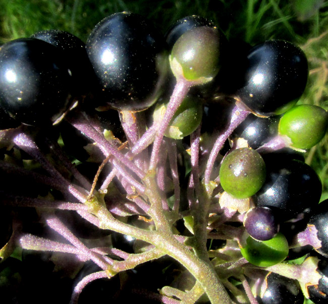 SOLANUM ALIGERUM and/or SOLANUM PUBIGERUM, panicle branching