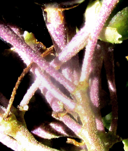 SOLANUM ALIGERUM and/or SOLANUM PUBIGERUM, pedicel bases on raised stumps