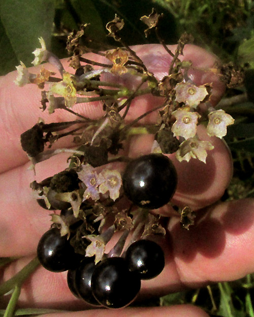 SOLANUM ALIGERUM and/or SOLANUM PUBIGERUM, inflorescence with empty calyxes