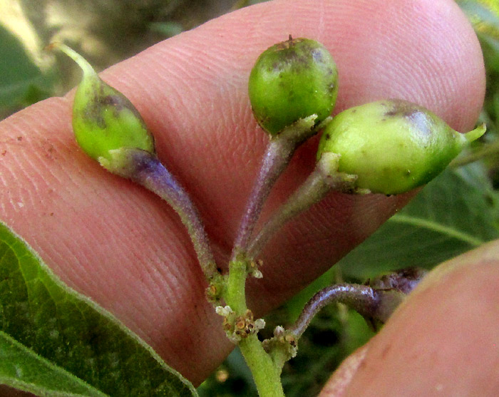 SOLANUM ALIGERUM and/or SOLANUM PUBIGERUM, expanding ovaries with styles and stigmas