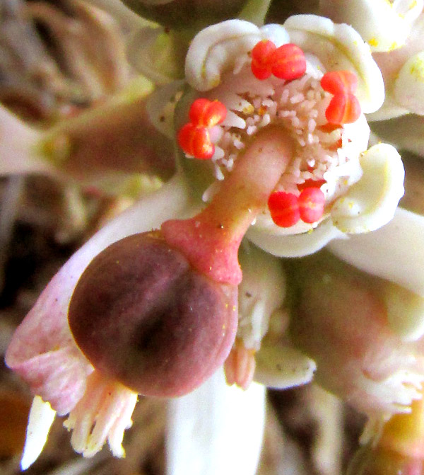 Sun Spurge, EUPHORBIA RADIANS, close-up of ovary on stalk emerging from cyathium