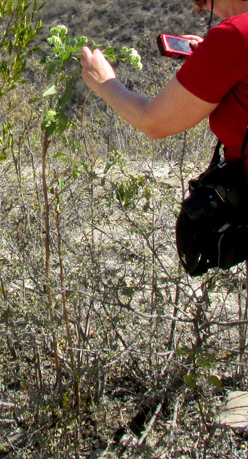 Soldierbush, TOURNEFORTIA MUTABILIS, flowering bush in dry season habitat