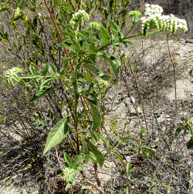 Soldierbush, TOURNEFORTIA MUTABILIS, inflorescences at branch tips