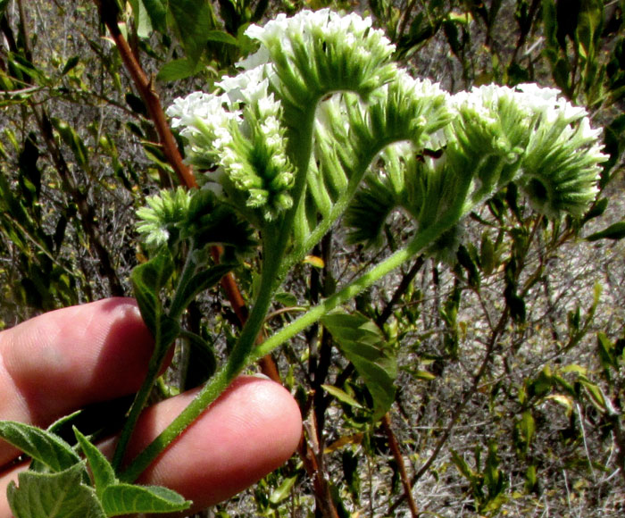 Soldierbush, TOURNEFORTIA MUTABILIS, helicoid cymes