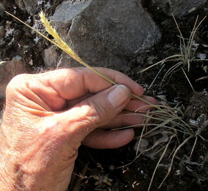 Spike Trisetum, KOELERIA SPICATUM, rock outcrop habitat