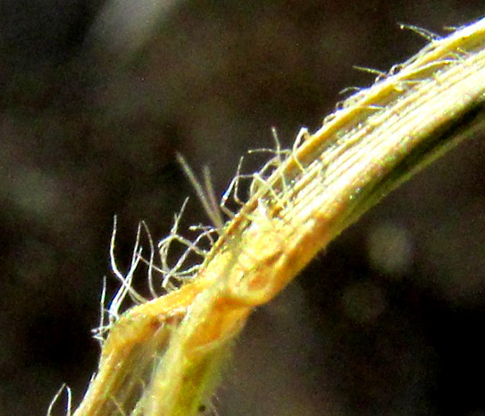 Spike Trisetum, KOELERIA SPICATUM, rock outcrop habitat